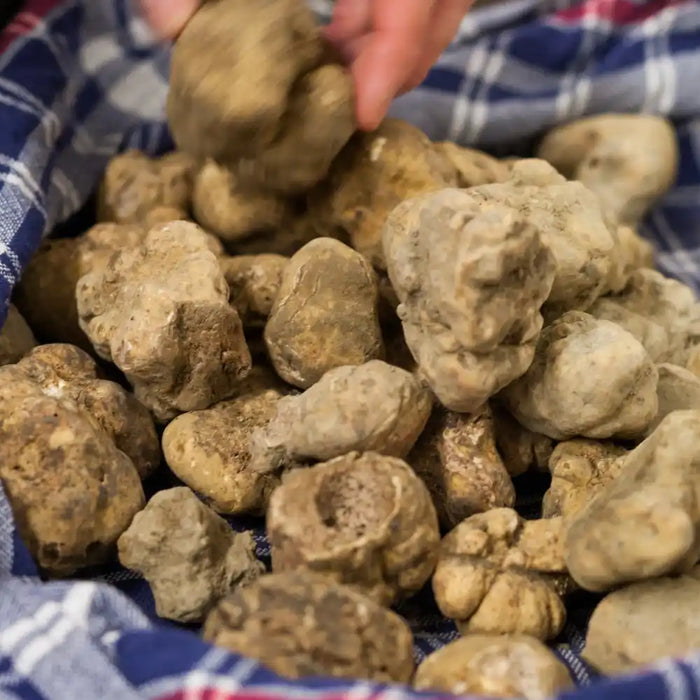 Truffes blanches d'Alba fraîches dans un linge, prêtes à être sélectionnées — produit gastronomique italien rare et premium
