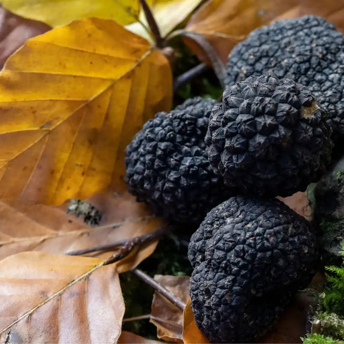 Truffes noires posées sur un lit de feuilles d’automne, illustrant la truffe de Bourgogne dans son environnement naturel.